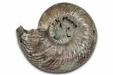 Iridescent, Pyritized Ammonite (Quenstedticeras) Fossil - Russia #336212-1